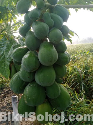 papaya seeds